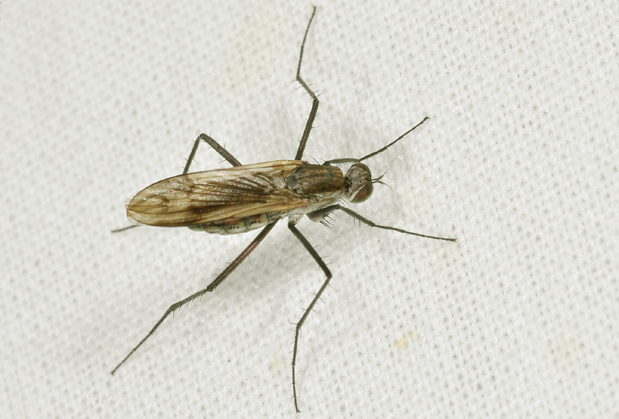 Da determinare:  cfr.  Dolichopodidae